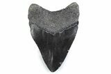 Fossil Megalodon Tooth - Georgia #338681-1